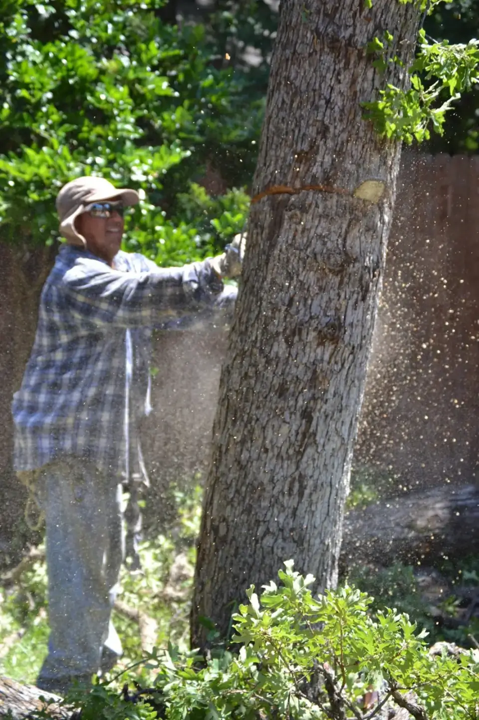 Crew member making a trunk cut