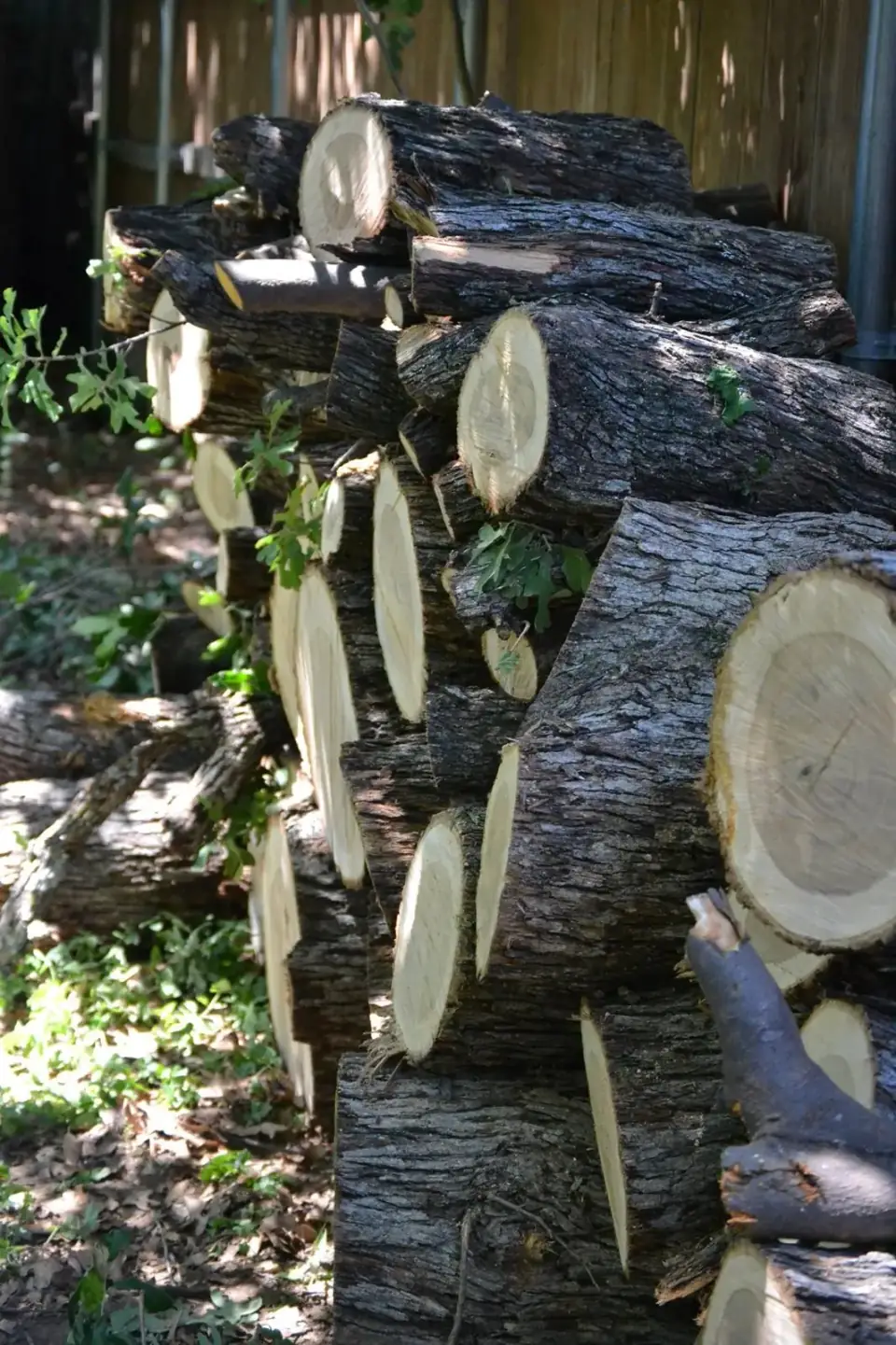 Stack of cut logs